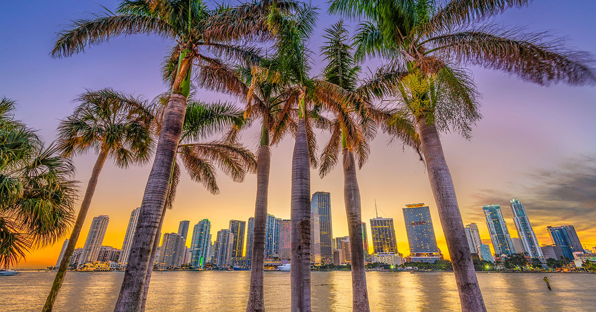 Strategies Miami And Palm Trees