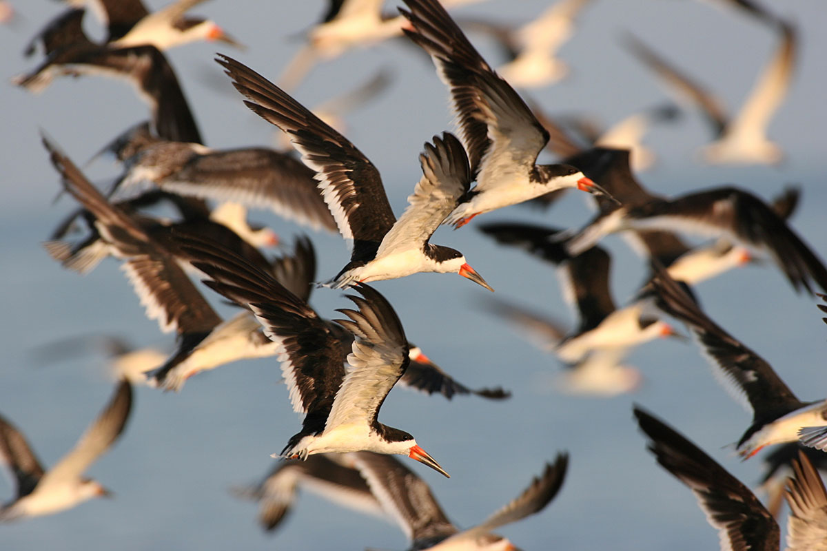 black-skimmers Black Skimmers
